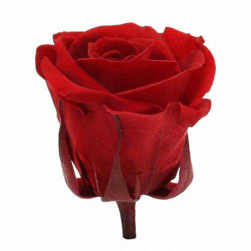 Artikel Konservierte Rosen Medium Ø4-4,5cm Rot 8St