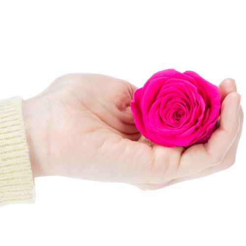 Artikel Konservierte Rosen Deko Echte Blumen für Tischdeko einzigartige und nachhaltige Blüte 5cm 6St