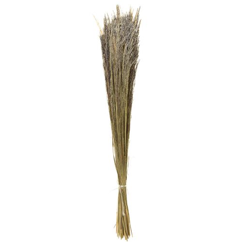 Floristik24 Straußgras Agrostis Capillaris Trockengräser Natur 60cm 80g
