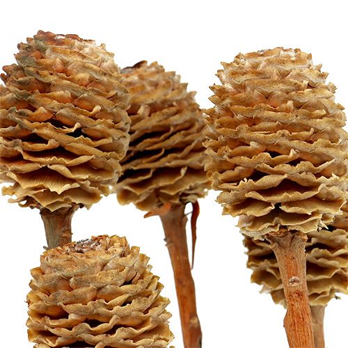 Artikel Sabulosum 4-6 Köpfe pro Zweig 25 St