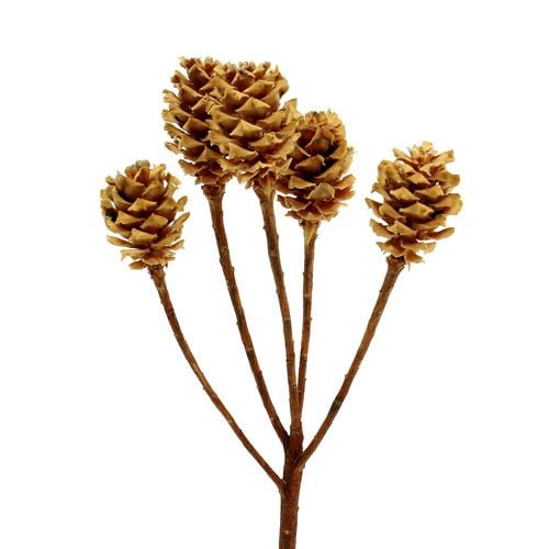 Salignum hell 4-6 Blüten am Zweig Leucadendron 100St