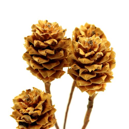 Artikel Salignum hell 4-6 Blüten am Zweig Leucadendron 100 St