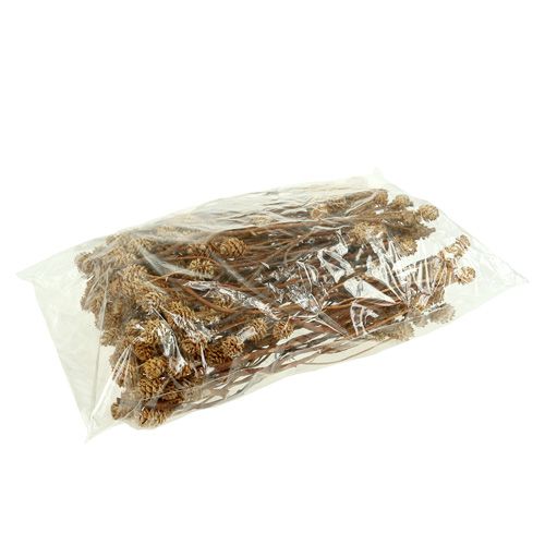 Artikel Salignum hell 4-6 Blüten am Zweig Leucadendron 100 St