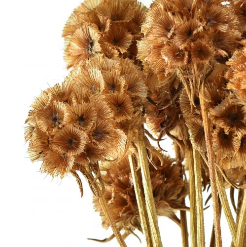 Floristik24 Scabiosa getrocknet Natur Skabiose Trockenblumen H50cm 100g