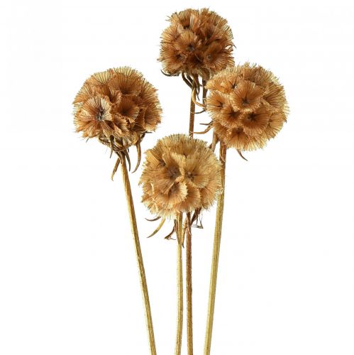 Floristik24 Scabiosa getrocknet Natur Skabiose Trockenblumen H50cm 100g