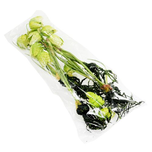 Floristik24 Schachblume Grün mit Wurzeln L30cm