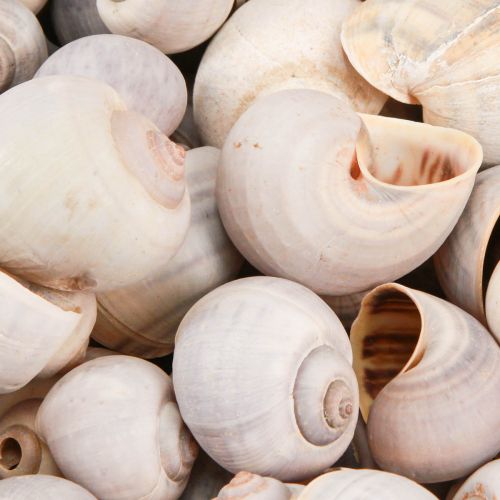 Floristik24 Schnecken Deko Schneckenhäuser Natur Landschnecke leer 500g