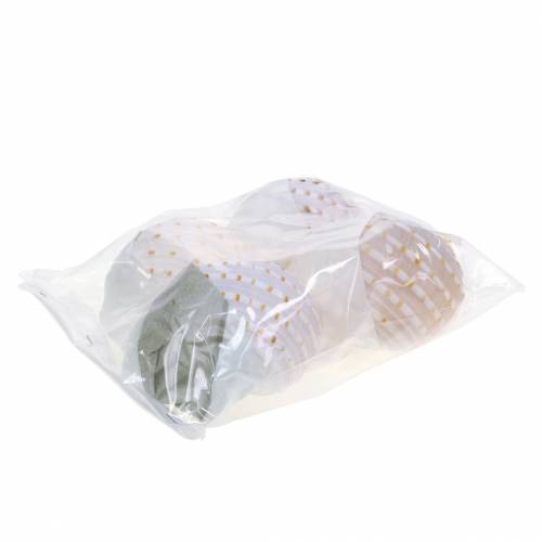 Floristik24 Deko-Muschel Schnecke Tonna tessellata Natur 10-13cm 4 St