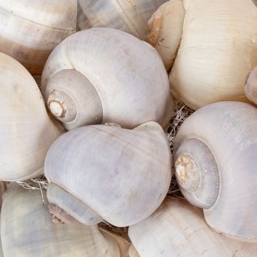 Artikel Schneckenkranz zum Hängen Deko Kranz Maritim Nathai Ø35cm