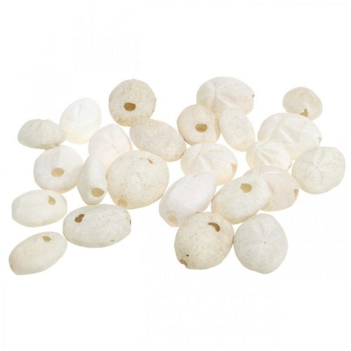 Floristik24 Seeigel Weiß, Maritime Naturdeko 4cm-6cm 25 St