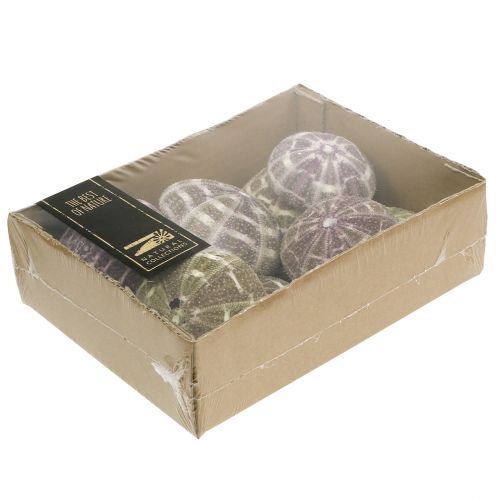 Floristik24 Seeigel-Mix Grün-Lila 9 St