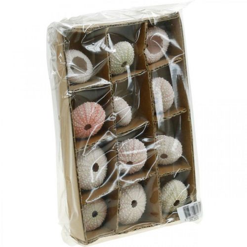 Floristik24 Seeigel Deko maritim Rosa, Weiß, Grün Sommerdeko 12 St