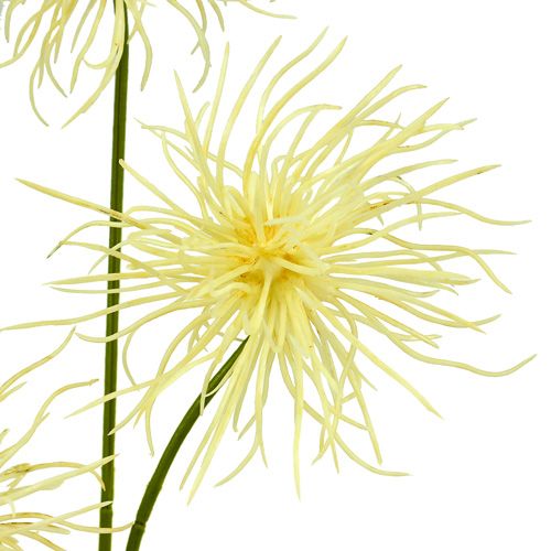 Floristik24 Seidenblumen Xanthium creme 63cm 4St