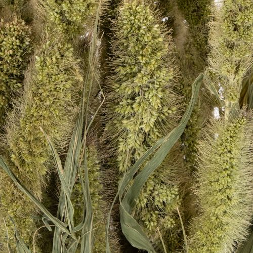Artikel Borstenhirse Setaria Trockenblumen für rustikale und stilvolle Wohnaccessoires 75cm 220g