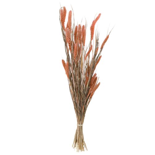 Floristik24 Setaria Borstenhirse Trockendeko Lachs 69cm 70-75g x 2St