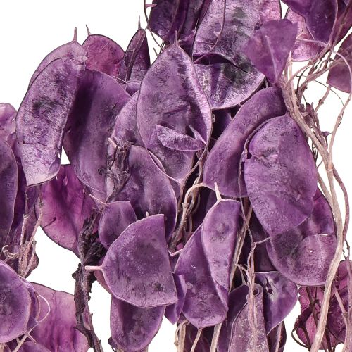 Artikel Silberblatt getrocknet Lunaria Mondviole Lila 65-70cm 20g