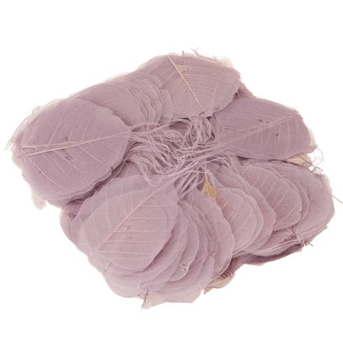 Artikel Skelettierte Bodhi-Blätter für kreative Dekorationen