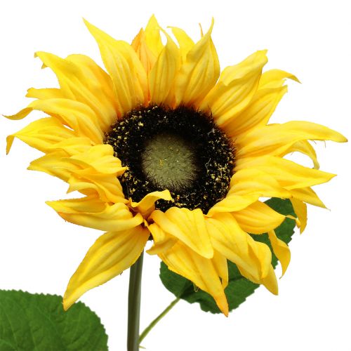 Langstielige Sonnenblume Gelb 53cm