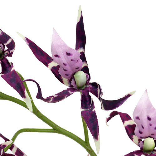 Artikel Spinnenorchideen Brassia Lila 108cm 3St