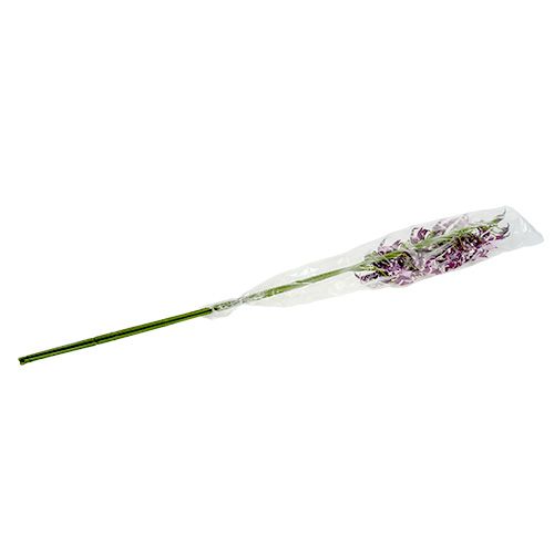 Floristik24 Spinnenorchideen Brassia Lila 108cm 3St