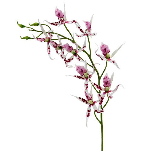Spinnenorchideen Brassia Pink-Weiß 108cm 3St