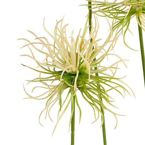 Floristik24 Spitzklette Zweige Creme-Grün 63cm 4St