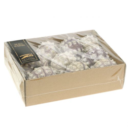 Floristik24 Seeigel 10 St