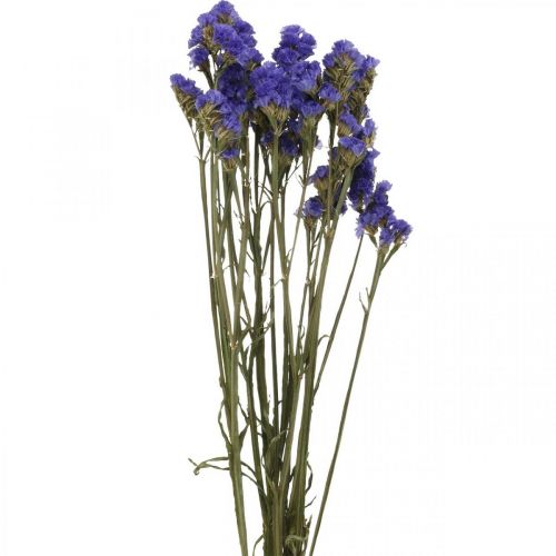 Floristik24 Strandflieder im Bund, Trockenblumen, Meerlavendel, Statice Tatarica Blau L46–57cm 23g