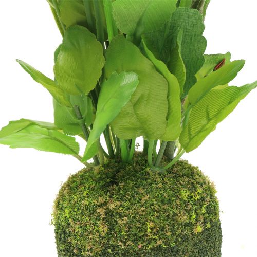 Floristik24 Stiefmütterchen mit Moosballen Weiß 31cm