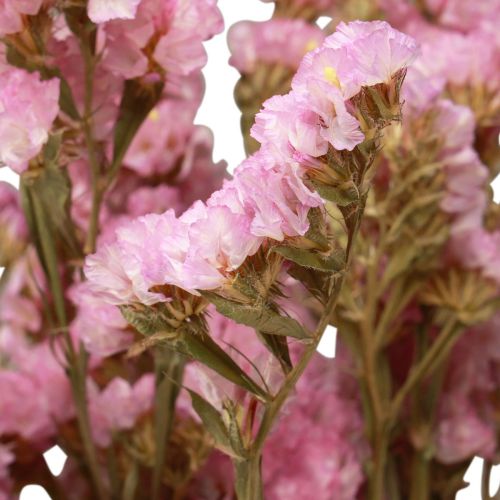 Floristik24 Strandflieder Rosa Limonium Trockenblumen 60cm 50g