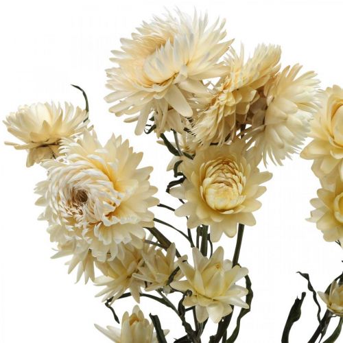 Trockendeko Strohblume Creme Helichrysum getrocknet 50cm 30g