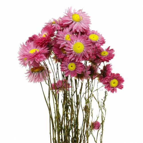 Floristik24 Strohblume im Bund Pink Trockenblumen 25g