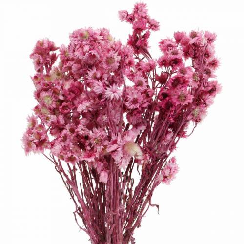 Floristik24 Trockenblumen Rosa Trockenblumenstrauß Getrocknete Blumen Pink H21cm