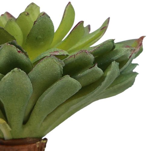Floristik24 Sukkulente Echeveria Künstliche Grünpflanze Grün Ø6cm 10,5cm