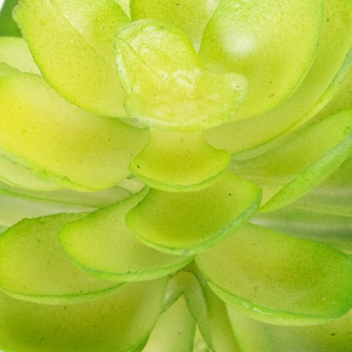 Kunstpflanze Sukkulente grün als Dekoration für Schale oder Vase 10cm 4 Stück | Floristik24.de