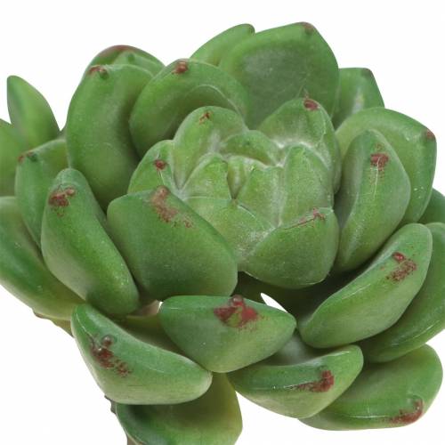 H15cm-67216 Sukkulente Grün künstlich Floristik24.de Echeveria