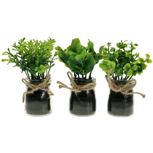 Pflanze Im Glas 15cm 3st Preiswert Online Kaufen