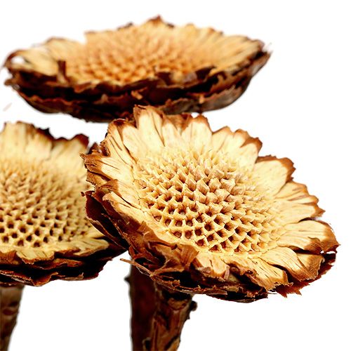 Artikel Susannae Rosette Hell 50 St