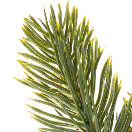Künstlicher Tannenzweig grün für winterliche Dekorationen 25cm 24St | Floristik24.de