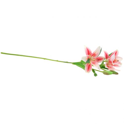 Floristik24 Tigerlilie Rosa, Weiß 60cm