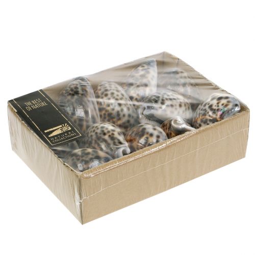 Floristik24 Cypraea tigris Tigerschnecke Natur 7cm - 8cm 11 St