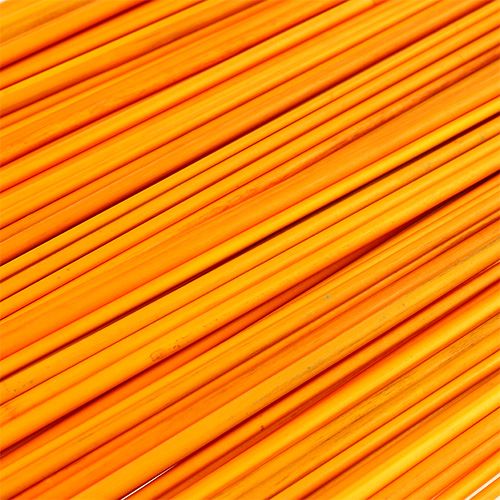 Floristik24 Tonkin Goldgelb 70cm - 80cm 150 St.