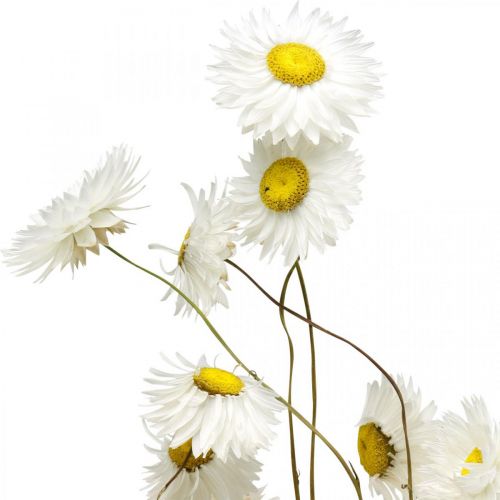 Artikel Trockenblumen Acroclinium Weiße Blüten Trockenfloristik 60g
