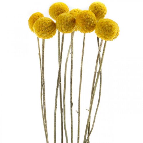 Trockenblume Craspedia Gelb getrocknet Trommelstöckchen Bund