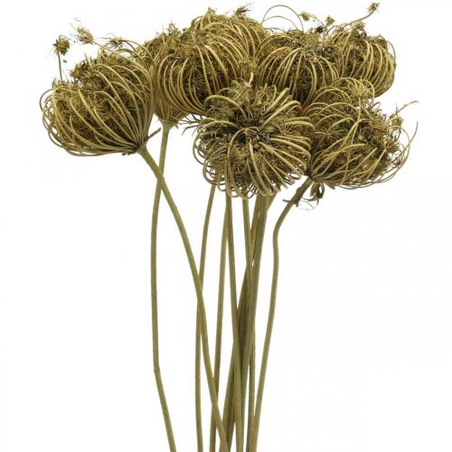 Floristik24 Trockenblumen Deko Fenchel Grün 50cm Bund à 10St