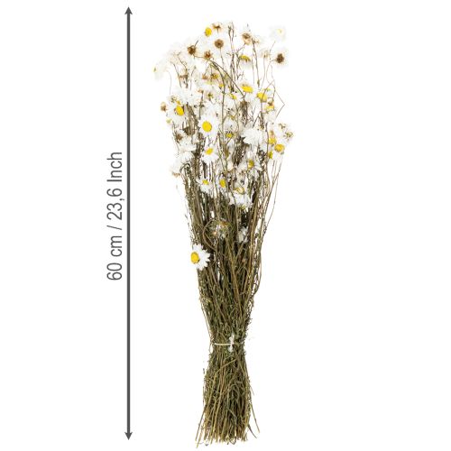 Artikel Trockenblumen Acroclinium Weiße Blüten Trockenfloristik 60cm 80g
