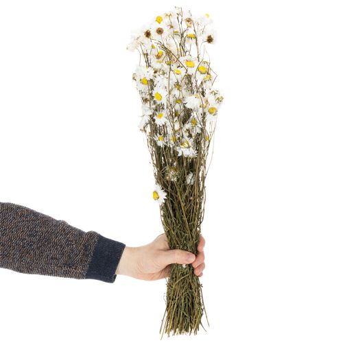 Artikel Trockenblumen Acroclinium Weiße Blüten Trockenfloristik 60cm 80g