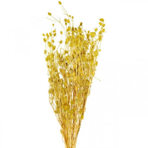 Trockenblumen Gelb Trockendistel Erdbeerdistel 100g Deko Boho-Stil