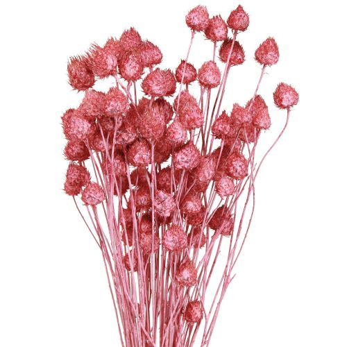 Floristik24 Trockenblumen Rosa Trockendistel Erdbeerdistel Gefärbt 50cm 100g