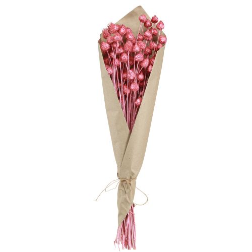 Artikel Trockenblumen Rosa Trockendistel Erdbeerdistel Gefärbt 50cm 100g